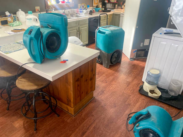 Best Mold removal after water damage  in Bellbrook, OH
