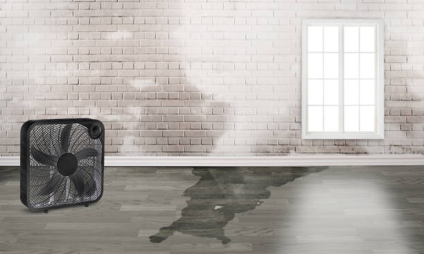 Best Water damage restoration experts  in Bellbrook, OH